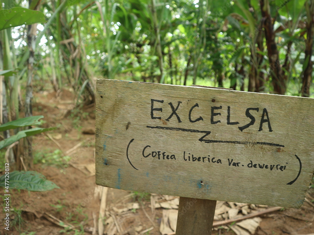 Excelsa coffee type. Local coffee plants that have their own aroma and taste.