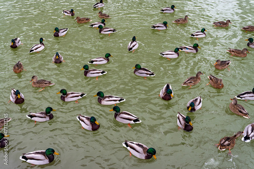 Ducks in the pond
