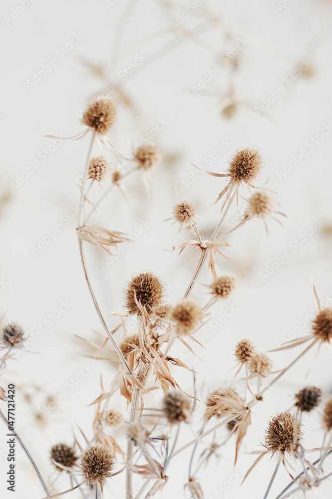 Dry beige plant selective focus blured background .Interior botanical poster.Plant card