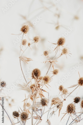 Dry beige plant selective focus blured background .Interior botanical poster.Plant card