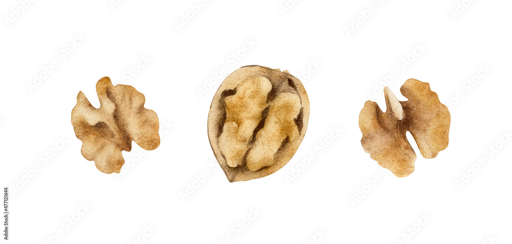 Fototapeta premium Hand-drawn watercolor walnuts illustrations set. Nuts isolated on white background. Cooking ingredient