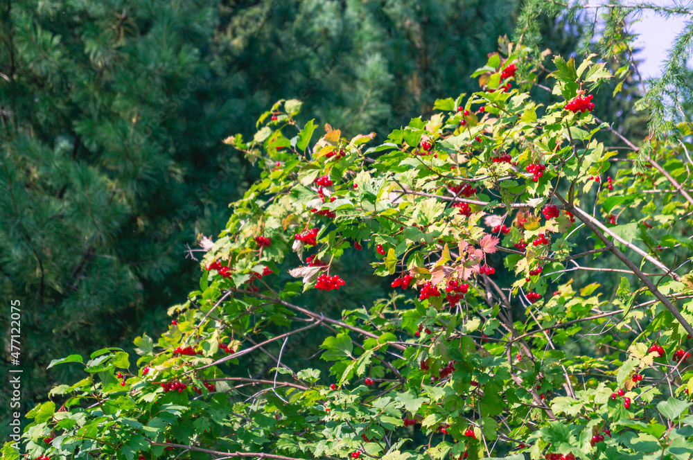 Ripe red viburnum fruits on a background of green leaves in the forest. Viburnum vulgaris(Latin Vibúrnum oculus) is a deciduous woody plant. Red berries and green foliage on the tree in summer. Ripe red viburnum fruits on a background of green leaves in the forest. Viburnum vulgaris(Latin Vibúrnum oculus) is a deciduous woody plant. Red berries and green foliage on the tree in summer.
