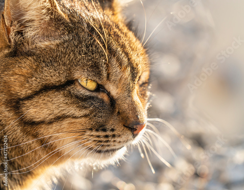 鋭い目つきのキジトラ猫【Cat with sharp eyes】