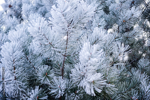 Under the environment of snowy weather in winter, the branches and leaves of plants are covered with frost