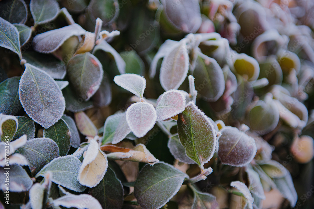 Under the environment of snowy weather in winter, the branches and leaves of plants are covered with frost Under the environment of snowy weather in winter, the branches and leaves of plants are covered with frost