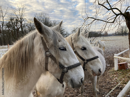 White horses in the national stud farm in Kladruby photo