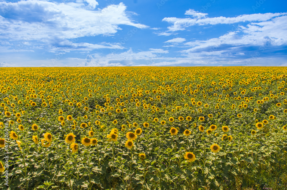 endless sunflower field to the horizon against the blue sky