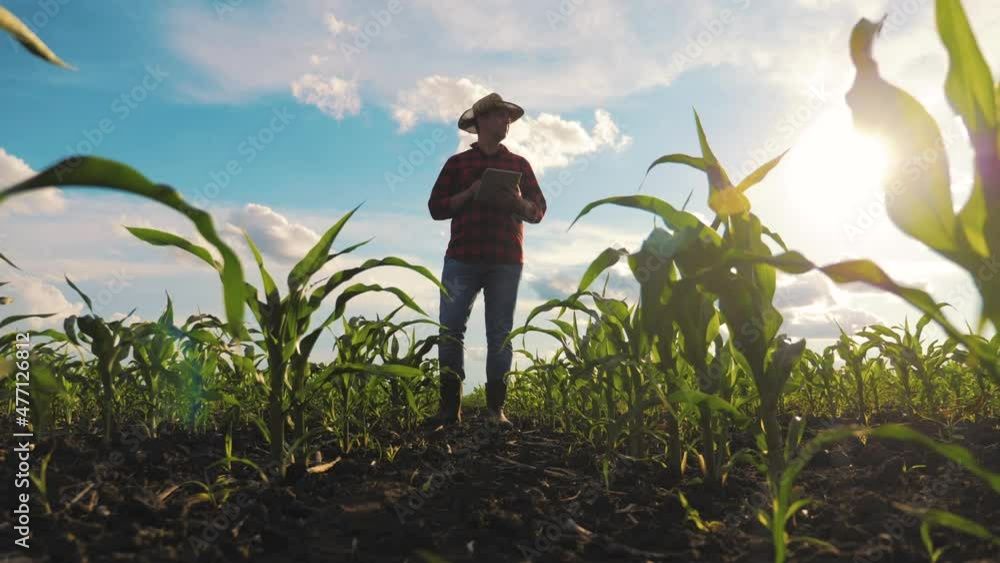Agribusiness concept. Yong handsome agronomist holds tablet computer in the corn field and examining crops before harvesting. Farmer inspecting corn field and using tablet computer. Agribusiness concept. Yong handsome agronomist holds tablet computer in the corn field and examining crops before harvesting. Farmer inspecting corn field and using tablet computer.