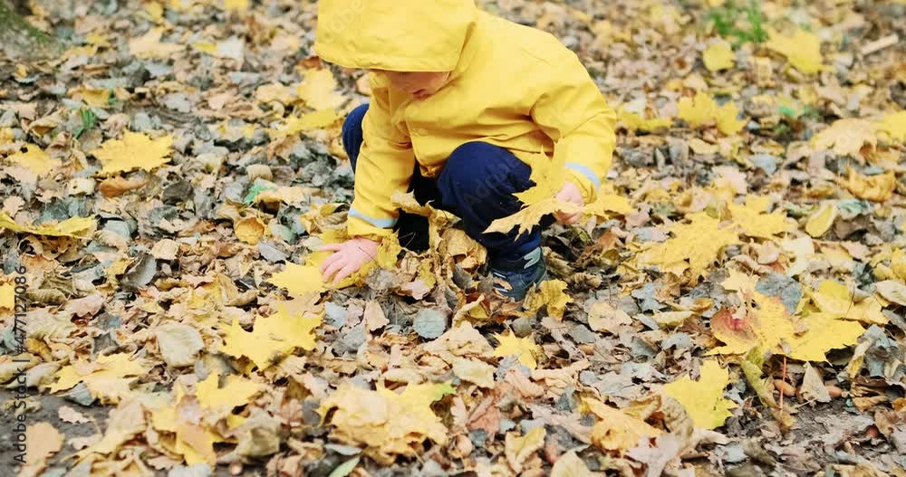 Little, sweet girl collects Canadian maple leaves in the autumn forest. The concept of childhood, happy family and lifestyle. Nature, clean air, outdoor activities on weekends Little, sweet girl collects Canadian maple leaves in the autumn forest. The concept of childhood, happy family and lifestyle. Nature, clean air, outdoor activities on weekends
