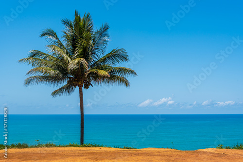 Fototapeta Naklejka Na Ścianę i Meble -  Lonely palm tree standing in front of the ocean in Brazil