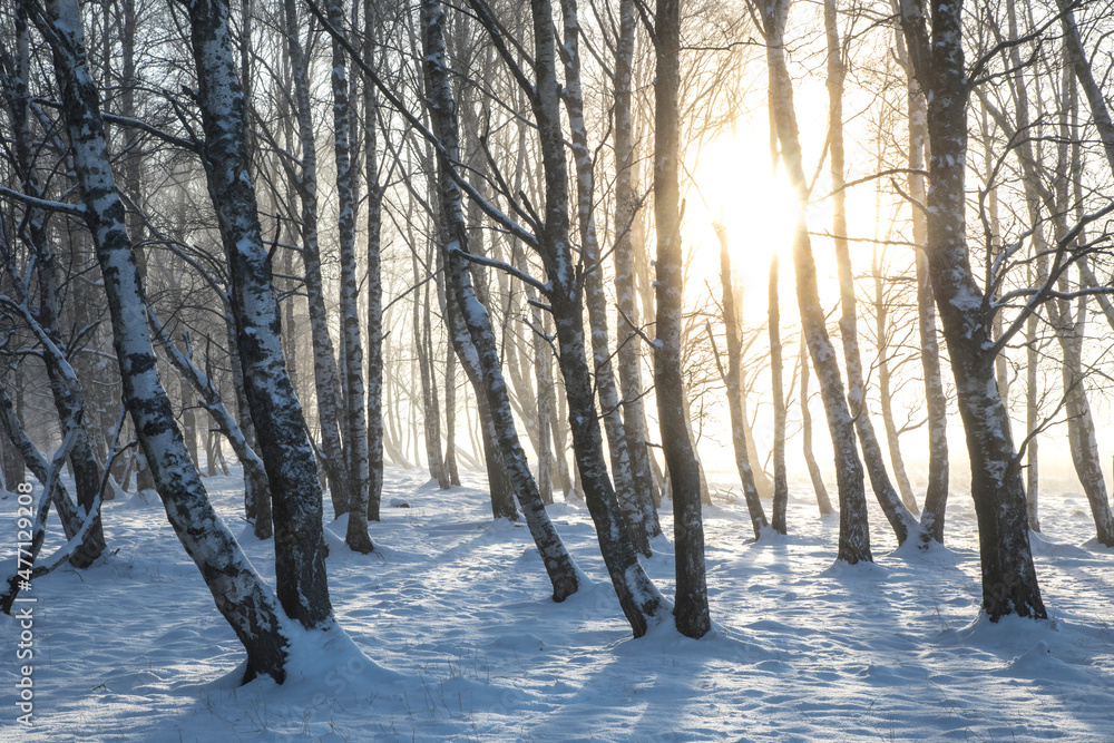 Sunset in the fog- and frost-clad costal birch woodland park Sunset in the fog- and frost-clad costal birch woodland park