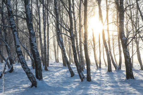 Sunset in the fog- and frost-clad costal birch woodland park