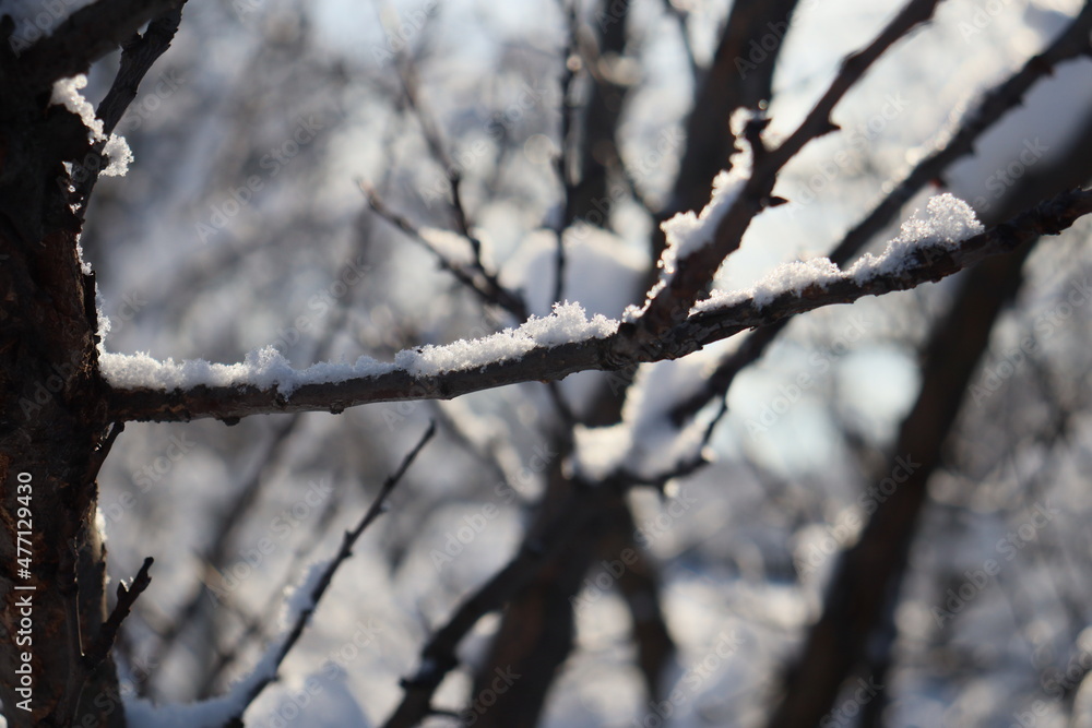 branches of trees and shrubs covered with freshly fallen snow branches of trees and shrubs covered with freshly fallen snow
