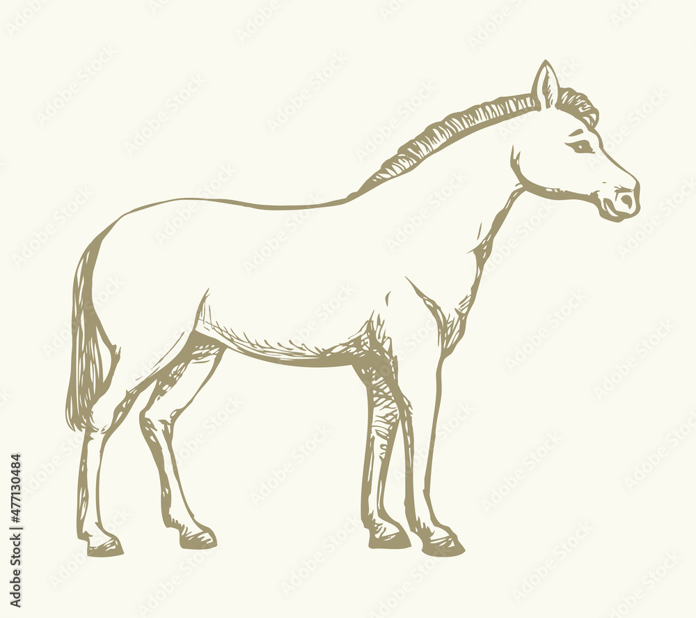 Fototapeta premium Pony horse animal. Vector drawing