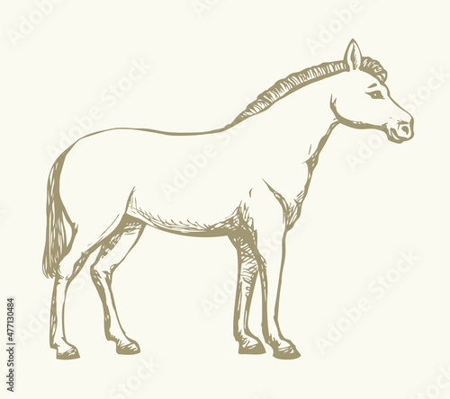 Pony horse animal. Vector drawing