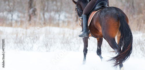 Obraz na plátne Equestrian sport or horse riding winter concept image with copy space