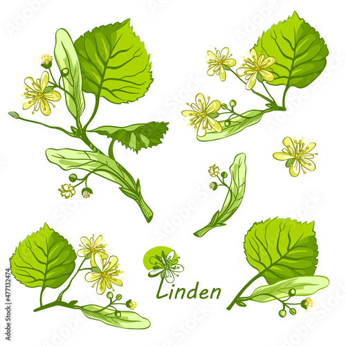 linden herbal illustration. Hand drawn botanical sketch style. Good for using in packaging - tea, oil, cosmetics etc. 