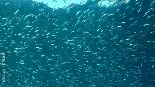 Large shoal of Blue sprat, Delicate round herring or blueback sprat (Spratelloides delicatulus). Massive school of small fish swims in the blue water in sunrays. 4K-60fps photo