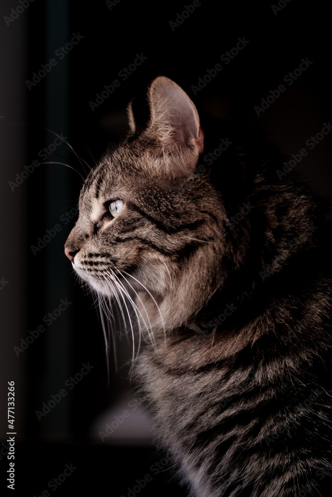 calm domestic cat looking out the window