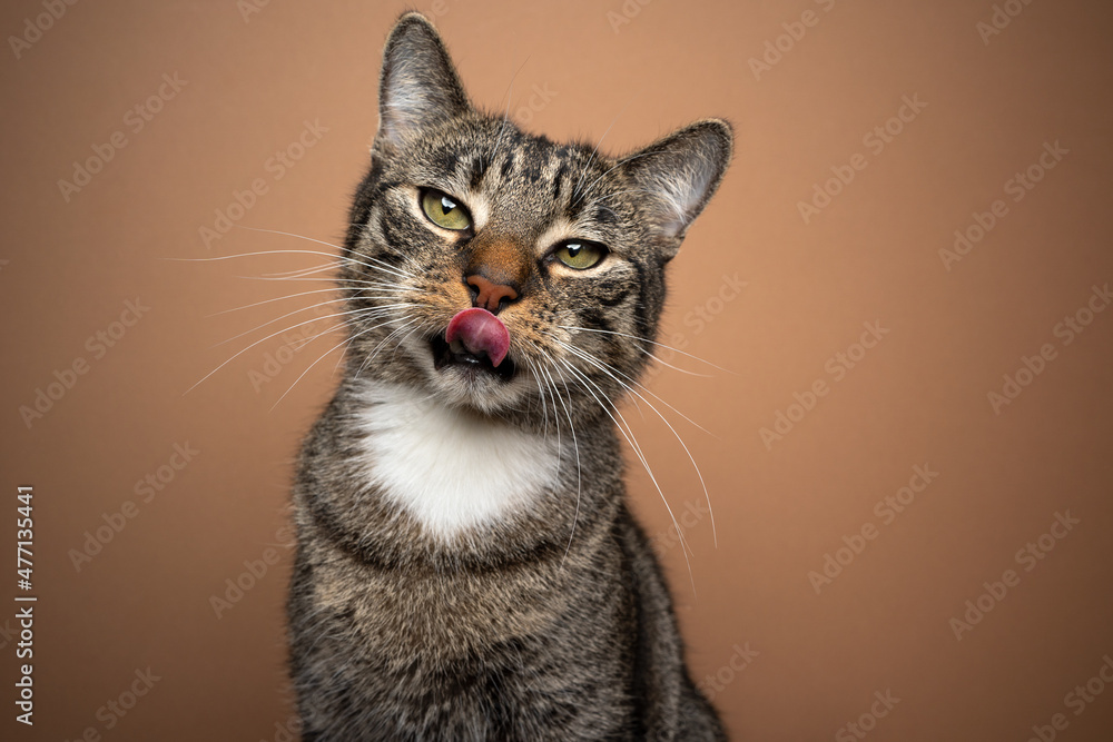 hungry tabby white cat looking at camera licking lips portrait on brown background with copy space hungry tabby white cat looking at camera licking lips portrait on brown background with copy space