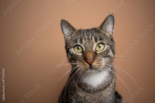 tabby domestic shorthair cat looking at camera innocent portrait on brown background with copy space