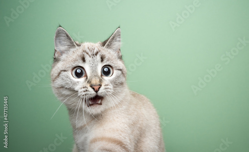 Obraz na plátne funny cat looking shocked with mouth open portrait on green background