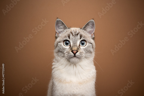 beautiful cream beige tabby cat portrait looking at camera on brown background © FurryFritz