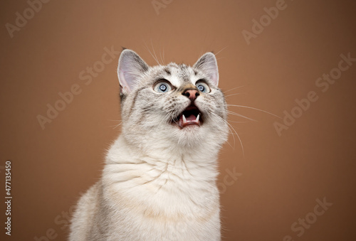 excited cat chattering or meowing with mouth open looking up on brown background © FurryFritz