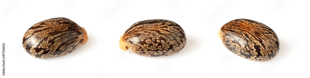 Fototapeta premium close up of castor beans, isolated on white background