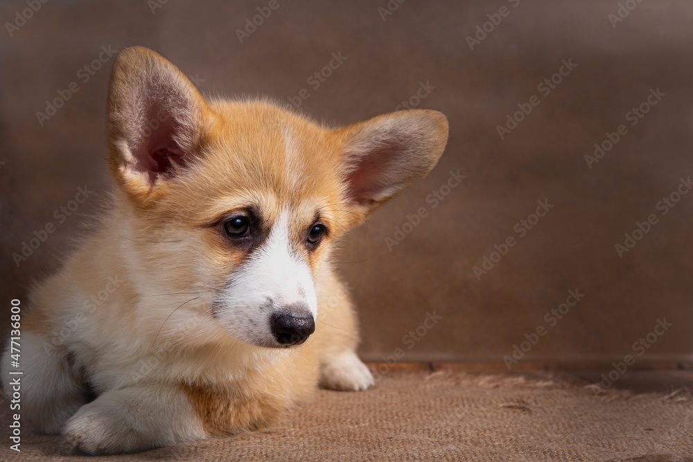 Charming puppy Welsh corgi Pembroke lies and looks at the camera