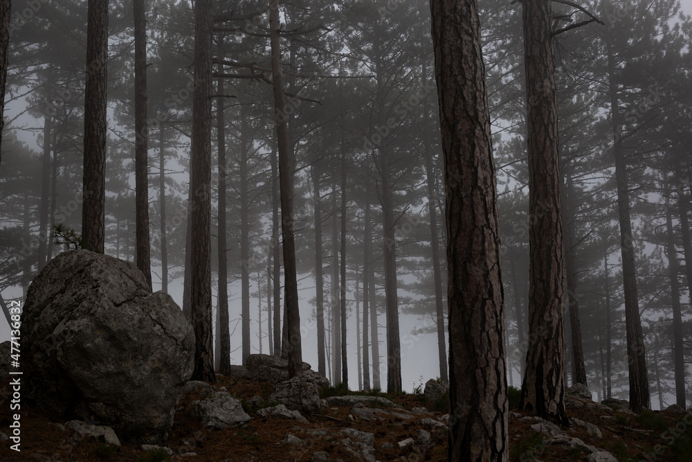 Fototapeta premium trees in the foggy forest. autumn landscape