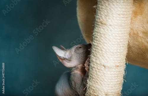 little grey sphinx kitty playing on home set playground equipment  © arts