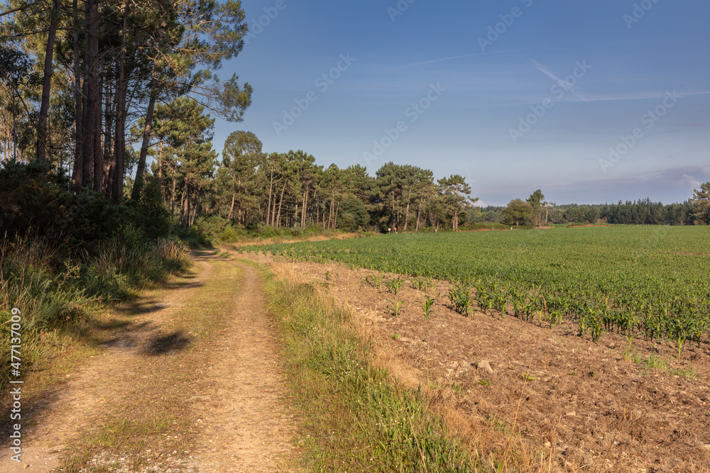 Endless road near Tol towards Santiago de Compostela. Camino del Norte a world heritage pilgrimage route in Spain.