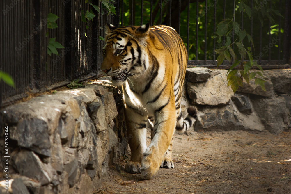 beautiful face of a tiger close-up in profile beautiful face of a tiger close-up in profile