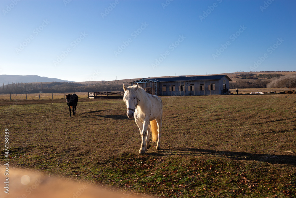 Fototapeta premium beautiful white horse in the animal pen at the ranch in the village