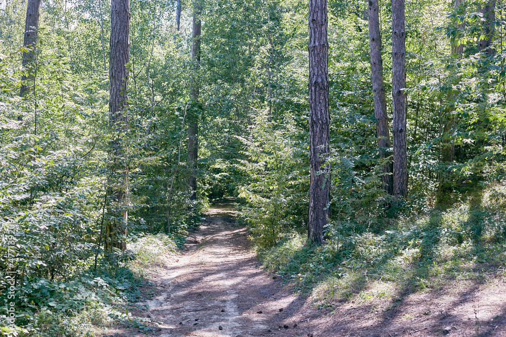 Obraz premium Path in a pine forest, pine cones on the path