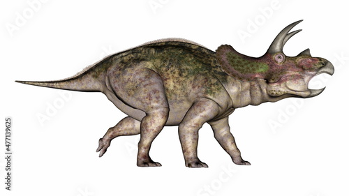 Triceratops dinosaur walking roaring head up - 3D render © Elenarts