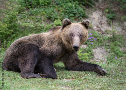 brown big bear lies on the background of the forest © fotomaster