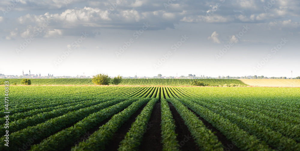 Rain coming over a soybean crop in spring Rain coming over a soybean crop in spring