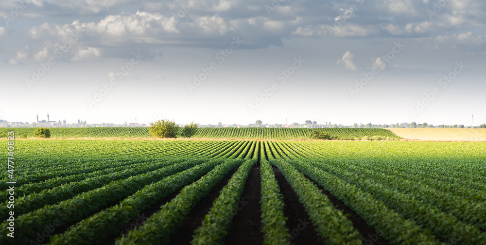 Rain coming over a soybean crop in spring