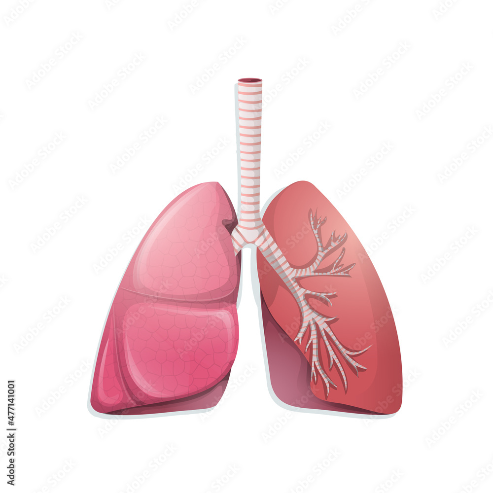 Vector cartoon lungs icon with vessels, capillaries. Healthy body organ with trachea, throat structure. Realistic medical, educational diagram template for logo, poster, banner Vector cartoon lungs icon with vessels, capillaries. Healthy body organ with trachea, throat structure. Realistic medical, educational diagram template for logo, poster, banner