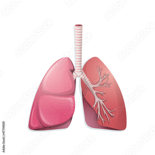 Vector cartoon lungs icon with vessels, capillaries. Healthy body organ with trachea, throat structure. Realistic medical, educational diagram template for logo, poster, banner