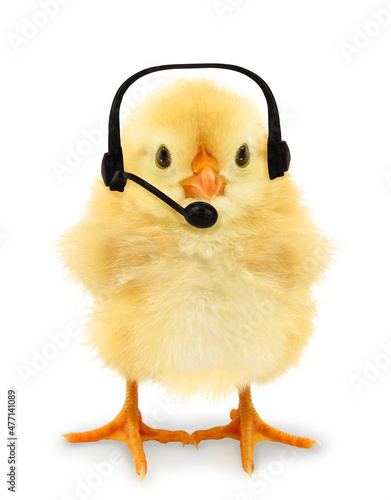 Leinwand Poster Cute chick is wearing headphones with microphone funny conceptual photo
