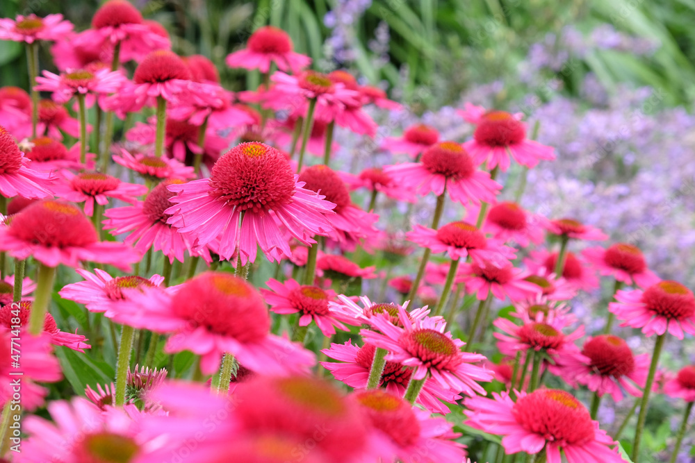 Pink Echinacea 'Delicious Candy' coneflower in flower during the summer months Pink Echinacea 'Delicious Candy' coneflower in flower during the summer months