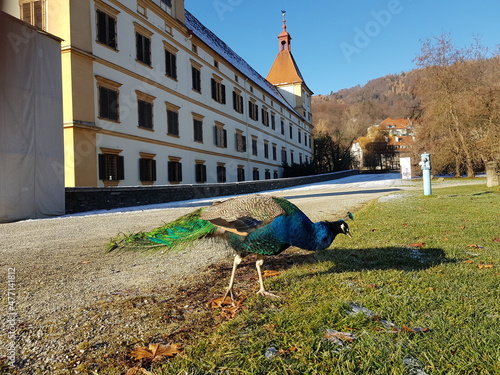 Asiatischer Pfau vor historischem Schloss photo