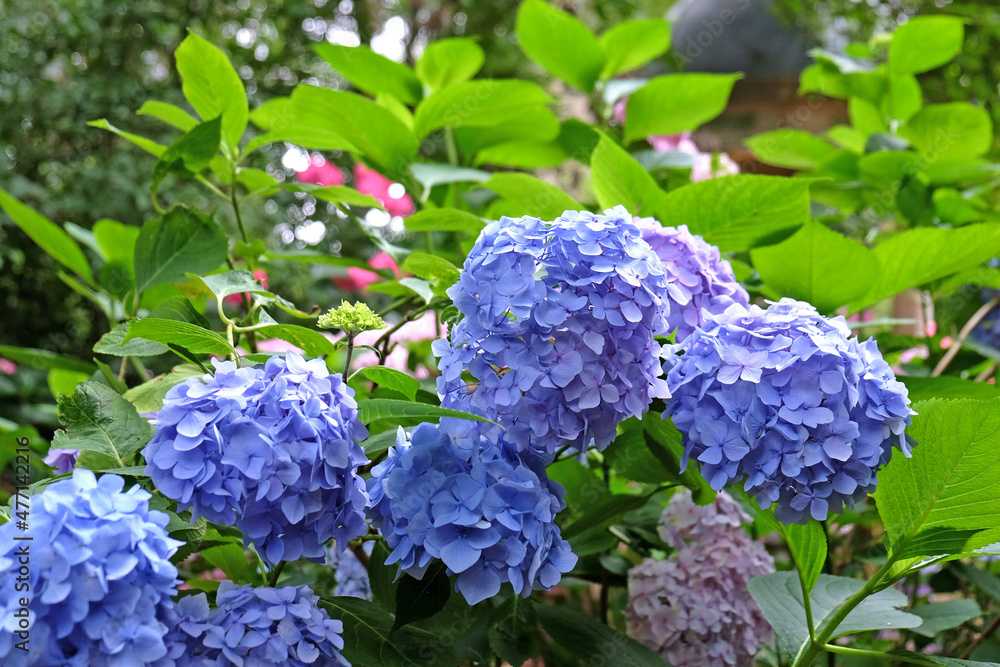 Blue mophead Hydrangea Macrophylla 'Blue Danube' in flower during the Blue mophead Hydrangea Macrophylla 'Blue Danube' in flower during the
