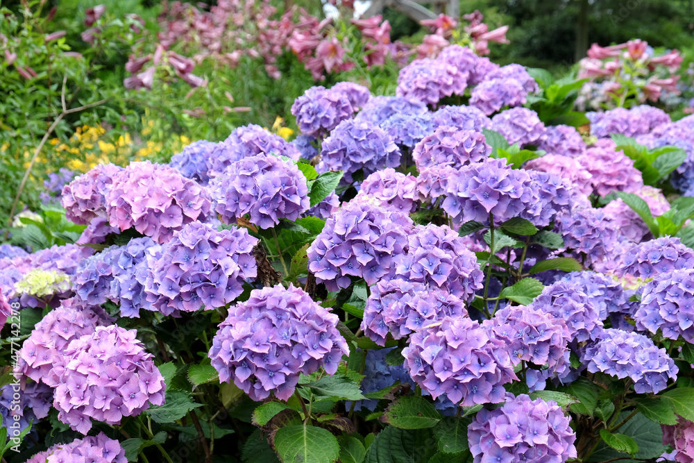 Pink and violet mop head Hydrangea macrophylla 'Hamburg' flowering during the summer Pink and violet mop head Hydrangea macrophylla 'Hamburg' flowering during the summer