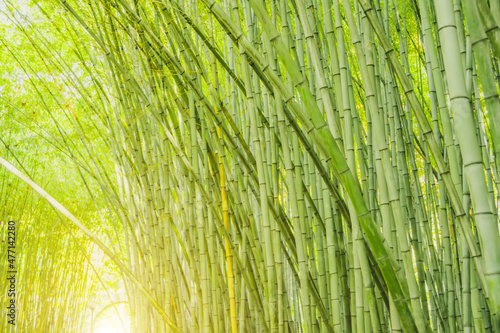 Dense thickets of bamboo bent trunks in the forest.