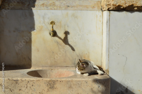 cat standing by the fountain