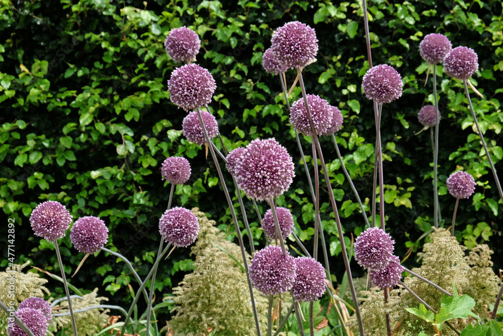Obraz premium Allium 'summer drummer' in flower in the summer months
